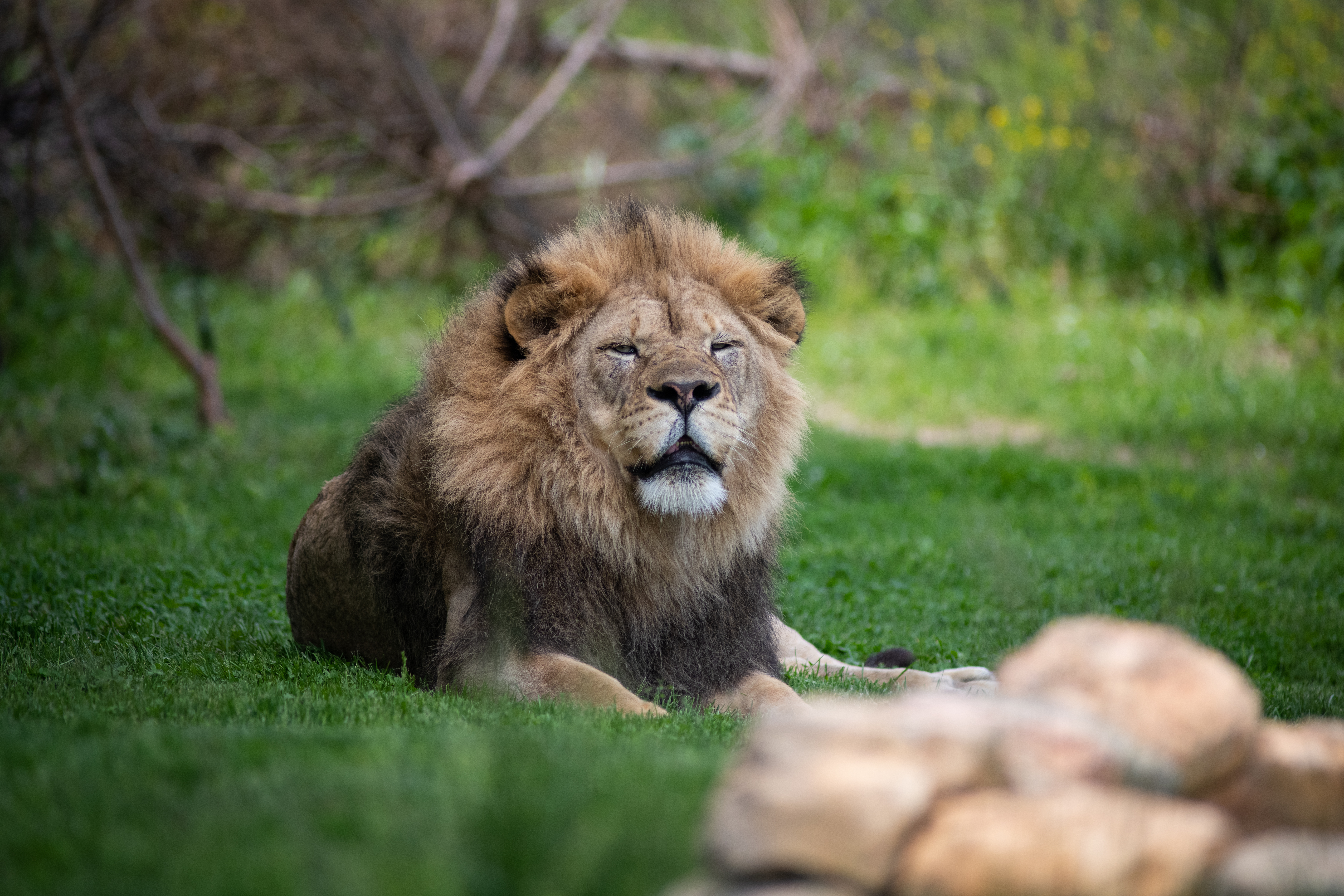 Columbus Zoo | Lion